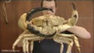 Holy hell, this 15-pound giant crab isn't done growing yet